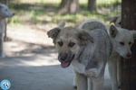 🐶 Altra Razza di 5 mesi in adozione a Chioggia (VE) e in tutta Italia da associazione animali