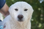 Attenzione! 6 Trudy, alto Tasso di Morbidezza in Rifugio… - Foto n. 4