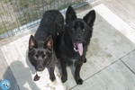 🐶 Pastore Belga di 5 mesi in adozione a Chioggia (VE) e in tutta Italia da associazione animali