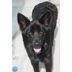 Tiffany e Topazio: Dalla Strada al Divano di Casa - Foto n. 2