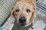 🐶 Altra Razza maschio di 7 anni e 6 mesi in adozione a Chioggia (VE) e in tutta Italia da associazione animali