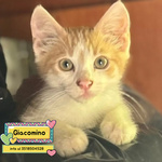 🐱 Altra Razza Maschio di 2 mesi in Adozione a Latina (lt) e in Tutta Italia da Associazione Animali