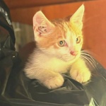 Giacomino Dolce Gattino 2 mesi Cerca casa - in Adozione - Foto n. 2