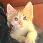 Giacomino Dolce Gattino 2 mesi Cerca casa - in Adozione - Foto n. 3