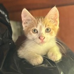 Giacomino Dolce Gattino 2 mesi Cerca casa - in Adozione - Foto n. 4