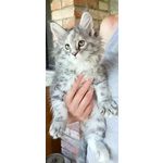 🐱 Maine Coon femmina di 2 mesi in vendita a Perugia (PG) da privato