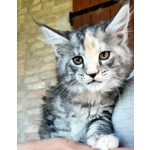 Cucciole di Maine coon Linea Russa - Foto n. 2