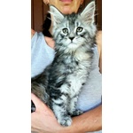 Cucciole di Maine coon Linea Russa - Foto n. 3
