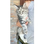 Cucciole di Maine coon Linea Russa - Foto n. 4