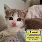 🐱 Altra Razza maschio di 2 mesi in adozione a Latina (LT) e in tutta Italia da associazione animali