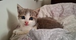 Rimmel Dolce Gattino Cerca casa - in Adozione - Foto n. 2