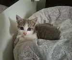 Rimmel Dolce Gattino Cerca casa - in Adozione - Foto n. 3
