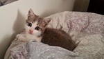 Rimmel Dolce Gattino Cerca casa - in Adozione - Foto n. 5