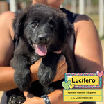 🐶 Altra Razza maschio di 2 mesi in adozione a Latina (LT) e in tutta Italia da associazione animali