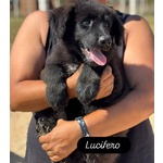 Lucifero Cucciolo mix Pastore del Caucaso Maremmano in Adozione a Latina - Foto n. 2