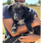Oreo Cucciolo Cerca casa - mix Pastore del Caucaso Maremmano - in Adozione a Latina - Foto n. 2