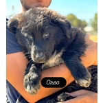 Oreo Cucciolo Cerca casa - mix Pastore del Caucaso Maremmano - in Adozione a Latina - Foto n. 3