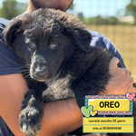 🐶 Altra Razza maschio di 2 mesi in adozione a Latina (LT) e in tutta Italia da associazione animali