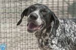 🐶 Pointer femmina di 8 anni in adozione a Chioggia (VE) e in tutta Italia da associazione animali