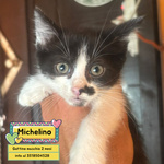 🐱 Altra Razza Maschio di 2 mesi in Adozione a Latina (lt) e in Tutta Italia da Associazione Animali