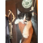 Michelino Gattino 2 mesi Bianco e nero Cerca casa - in Adozione - Foto n. 2