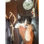 Michelino Gattino 2 mesi Bianco e nero Cerca casa - in Adozione - Foto n. 3