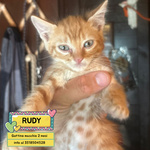 🐱 Altra Razza Maschio di 4 Settimane (cucciolo) in Adozione a Latina (lt) e in Tutta Italia da Associazione Animali