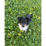 🐶 Altra Razza Maschio in Adozione a Vidigulfo (pv) da Associazione Animali