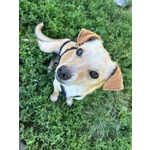 🐶 Altra Razza Femmina in Adozione a Vidigulfo (pv) da Associazione Animali