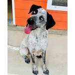 🐶 Altra Razza Maschio in Adozione a Vidigulfo (pv) da Associazione Animali