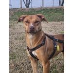 🐶 Altra Razza Femmina in Adozione a Vidigulfo (pv) da Associazione Animali