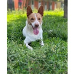🐶 Altra Razza Maschio in Adozione a Vidigulfo (pv) da Associazione Animali