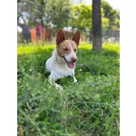 Scout Cagnolino Socievole - Foto n. 2