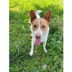 Scout Cagnolino Socievole - Foto n. 3