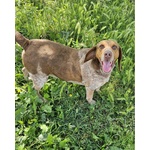 🐶 Altra Razza Maschio in Adozione a Vidigulfo (pv) da Associazione Animali