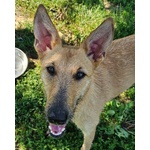 🐶 Altra Razza Femmina in Adozione a Vidigulfo (pv) da Associazione Animali