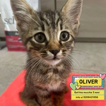Oliver Dolce Gattino 3 mesi Cerca casa - in Adozione