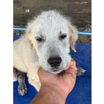 Elvis Cucciolo 3 mesi Incrocio Golden Retriever Cerca casa - in Adozione - Foto n. 2