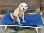 Elvis Cucciolo 3 mesi Incrocio Golden Retriever Cerca casa - in Adozione - Foto n. 3
