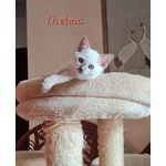 🐱 thai Femmina di 2 mesi in Vendita a Pioltello (mi) e in Tutta Italia da Privato