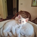 Cucciole Femmine - Foto n. 3