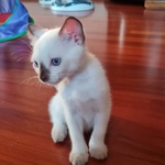 Cucciole Femmine - Foto n. 4