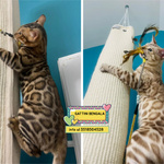🐱 Bengala Maschio di 2 Settimane (cucciolo) in Adozione a Latina (lt) e in Tutta Italia da Associazione Animali