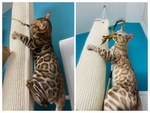 Gattini Maschi Bengala Cercano casa - Adozione di Coppia - Foto n. 2