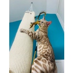 Gattini Maschi Bengala Cercano casa - Adozione di Coppia - Foto n. 3
