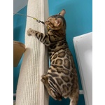 Gattini Maschi Bengala Cercano casa - Adozione di Coppia - Foto n. 4