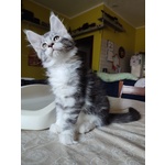 🐱 Maine Coon di 2 mesi in vendita a Dronero (CN) e in tutta Italia da privato