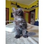 Meravigliosi Gattini Maine Coon - Foto n. 2
