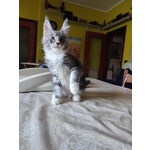 Meravigliosi Gattini Maine Coon - Foto n. 3