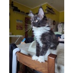 Meravigliosi Gattini Maine Coon - Foto n. 4